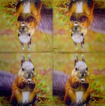 020 Eichhörnchen - 3-ply - Ambiente